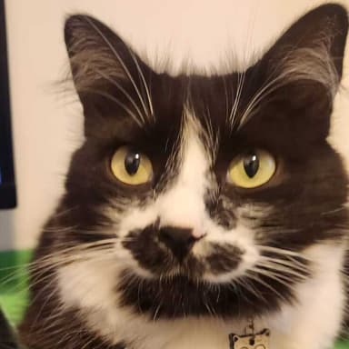 Picture of the author